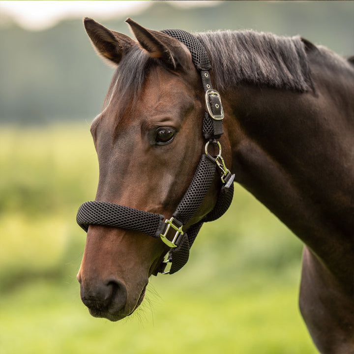 Special halter 3D AIR EFFECT PLUS for horses